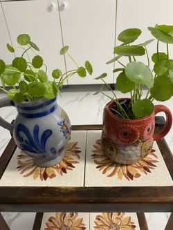 Multiple Pilea Plants