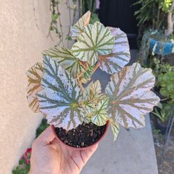 Begonia HIGHWAY Plant $23