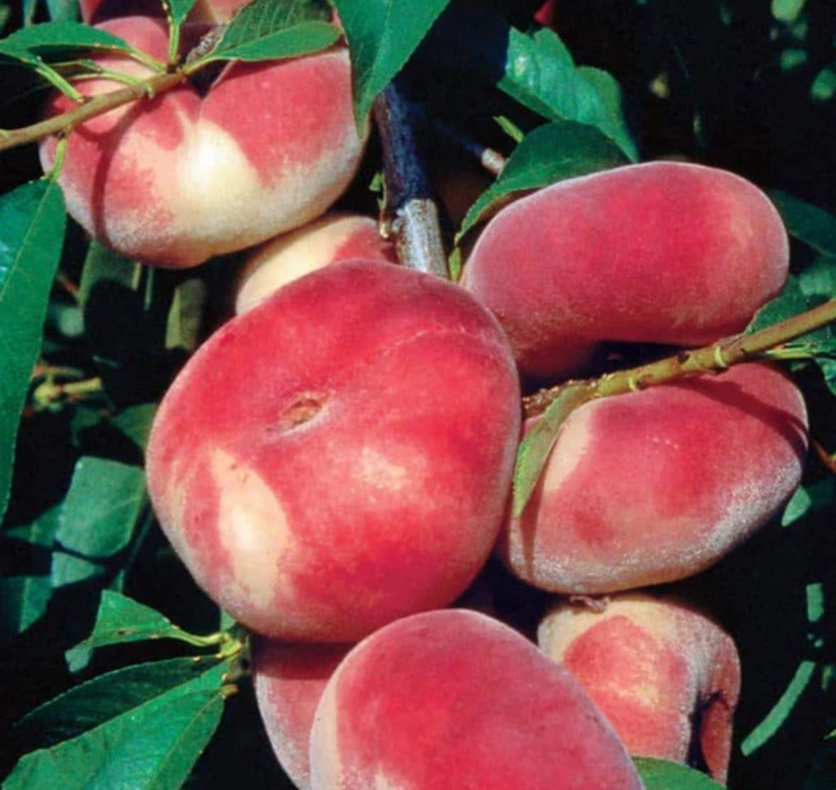 Donut Peaches Tree