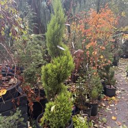 Lemon Cypress Topiary Trees —