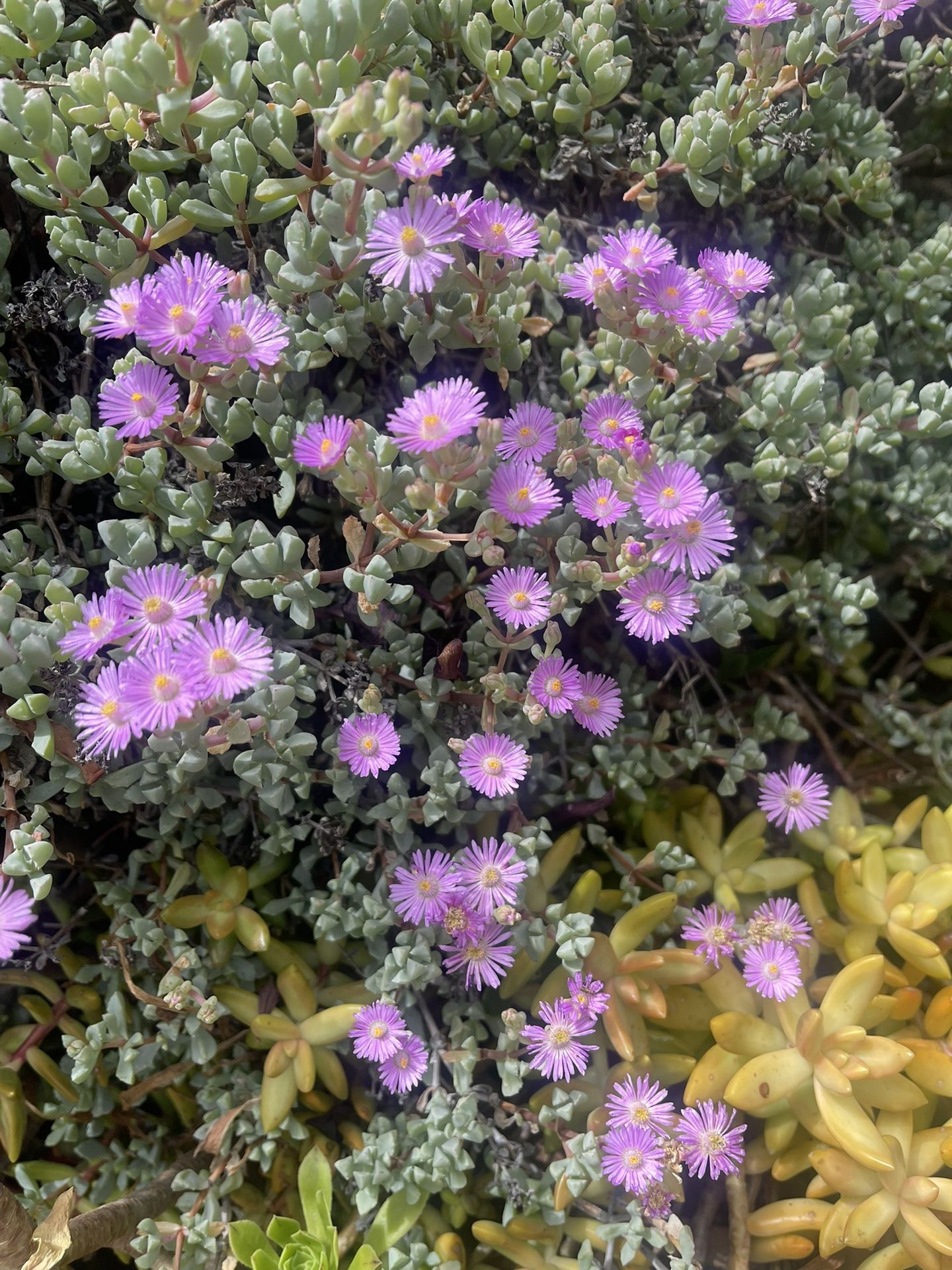 Pink Ice Plant Succulent (See Pictures)