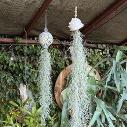 Large Shells With Flowing Spanish Moss