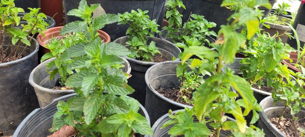 Mint Plant