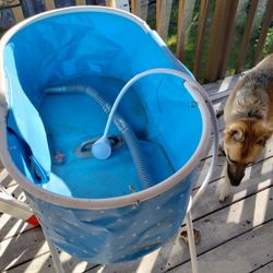 Dog Bath