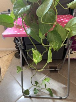 Large Real Plant 
