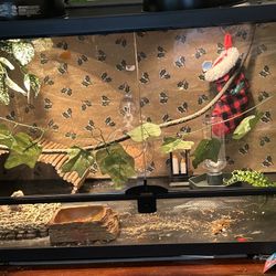 Bearded Dragon Total Set Up 