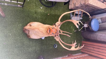 Taxidermia  dear head 1980