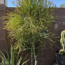 FIRE STICK ((Plant))🪴