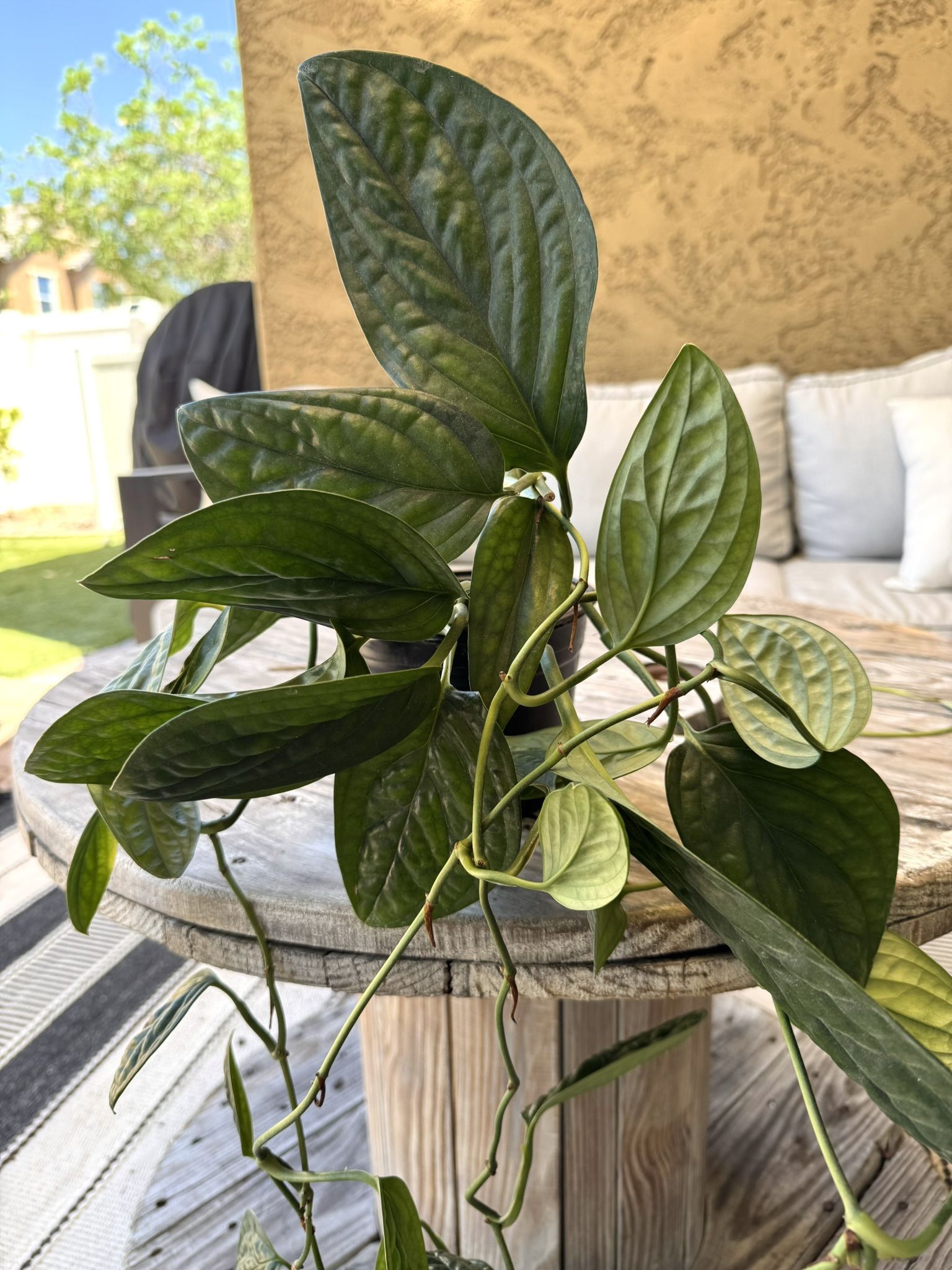 Plants