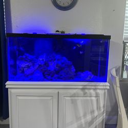 Fish Tank And Everything Inside 