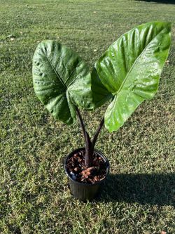 Alocasia Dark star