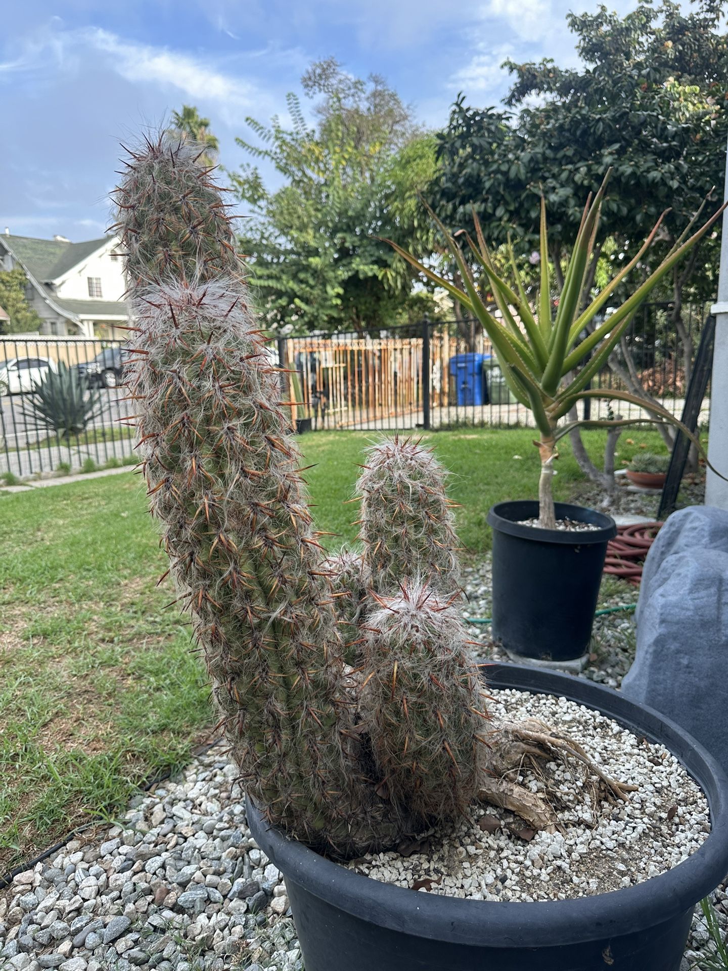 Very Old Cactus Oreocereus celsianus