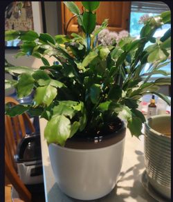 Christmas cactus plant