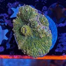 Rainbow Ricordea Mushroom Coral Decoration 