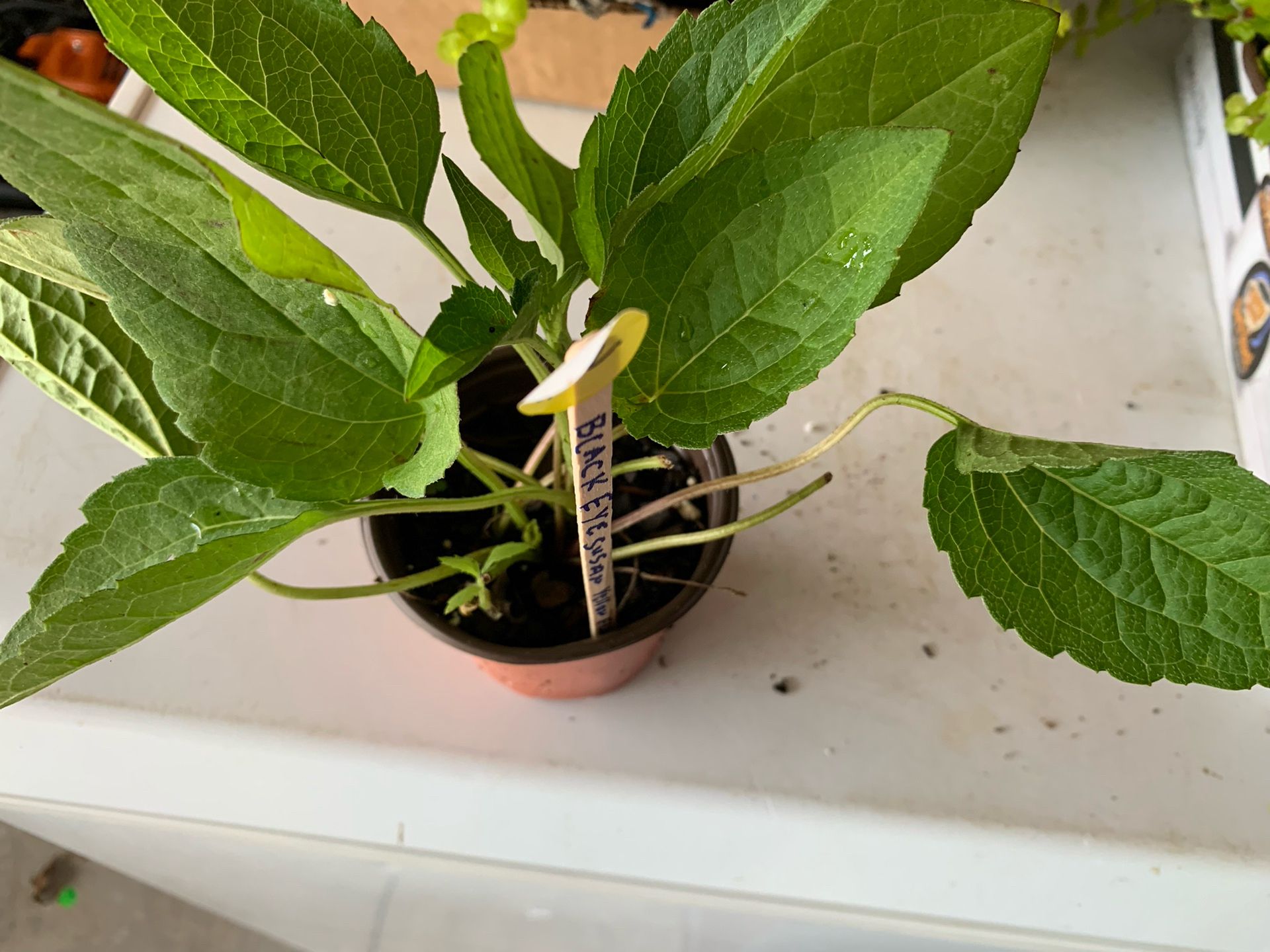 2 Small Pots Of Black Eye Susan Flowers, Yellow Flowers, Perennial, Comes Back Every Year, Multiplies
