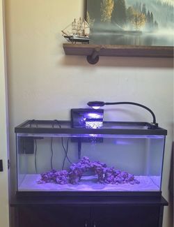 20 gallon saltwater aquarium