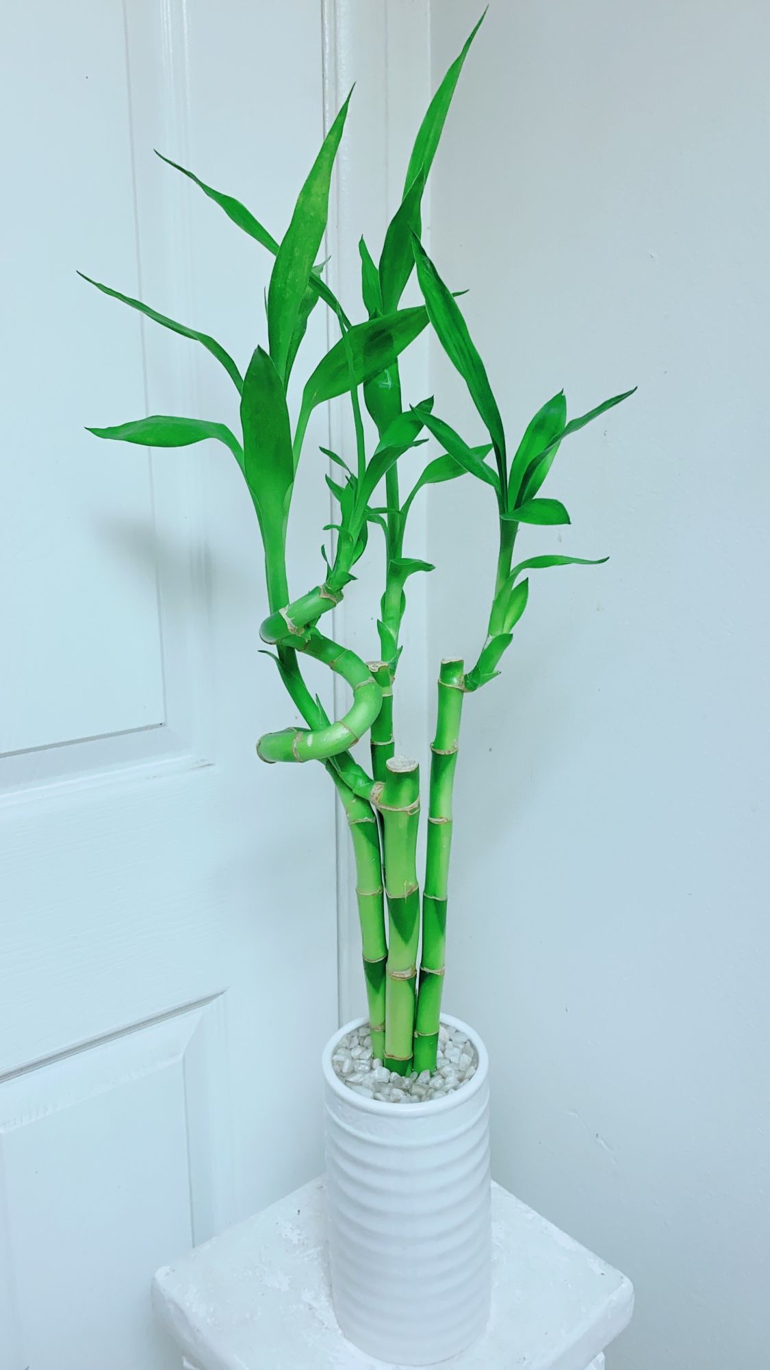 Lucky Bamboo 🎋Plants With Ceramic Pot - Over 2 feet Tall - Indoor Plant