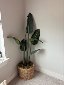 Plant