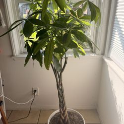 Money Tree Plant