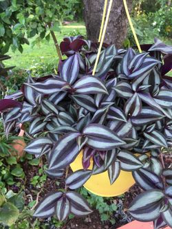This Besutiful Hanging Pot ! Wandering Jew! $12