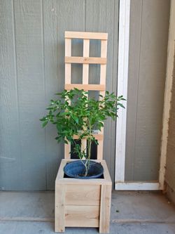 Planter box with trellis