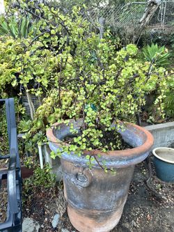 Large 60 + Gallon Terra Cotta Pottery  With Mini Jade (purple Flowers) 60 Variety 