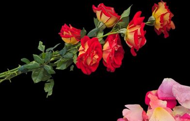 A Dozen Yellow And Red Ketchup and mustard Roses $19.00