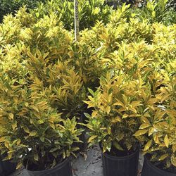 Croton Gold Dust - 3gl