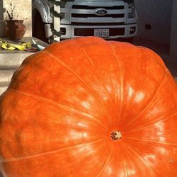 Atlantic Giant Seeds – Grow Your Own Giant