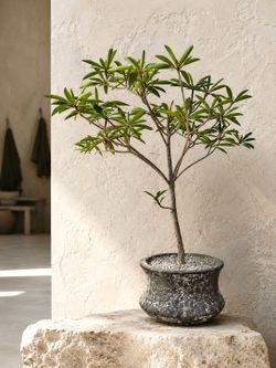 Rare Euphorbia Mahabobokensis With Wine Red Central Leaves ( Planter Included) ‘Local LA Seller’