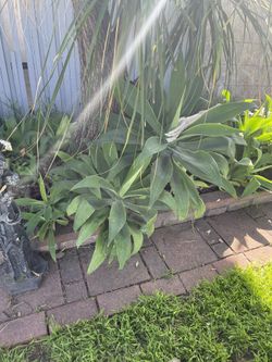 Foxtail Agave Medium $5 And Large $20
