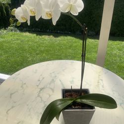 White Orchid (In Door Life Plant)
