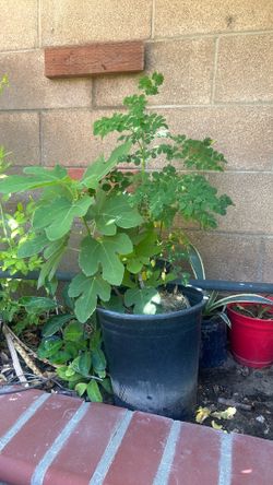 Fig tree