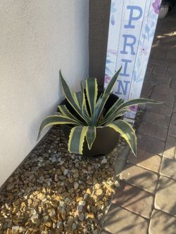 Agave Americana, Blue Agave, and Aloe Vera Plants available in various sizes