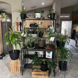 PLANT SALE Over 75 BEAUTIFUL PLANTS