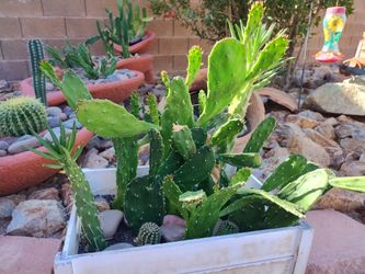 Live Green Cactus Plants In A Crate 