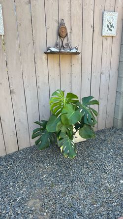 Planta