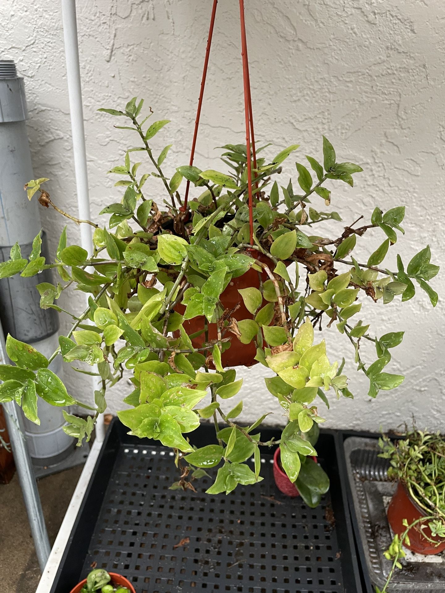 6in Pot Tradescantia Plant