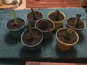 Cactus plants $8 each