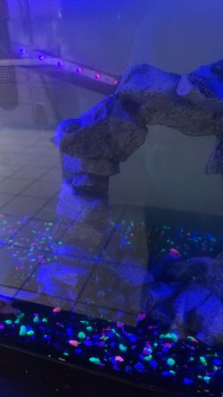 Fish tank and accessories