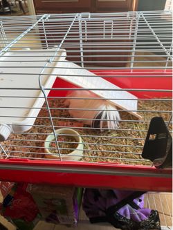 Guinea pig cage