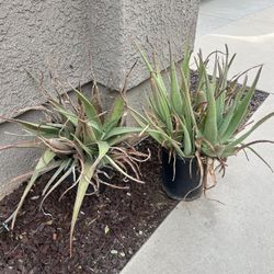 2 Agave Plants In Pots 