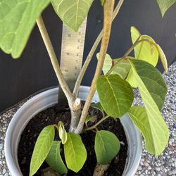 Cherimoya Plant- Good for rootstock