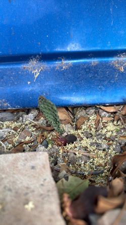 Free prickly pear cactus
