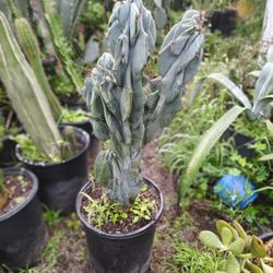 Monstroses Apple Cactus Plant