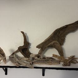 Large Natural Sculptural Driftwood – One of a Kind Organic Statement Piece