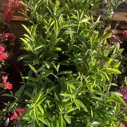 Skip Laurels - 2 Gallon Pots || Fast Growing Hedge