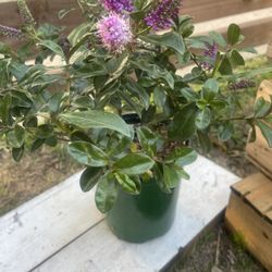 Hebe Plant - Purple