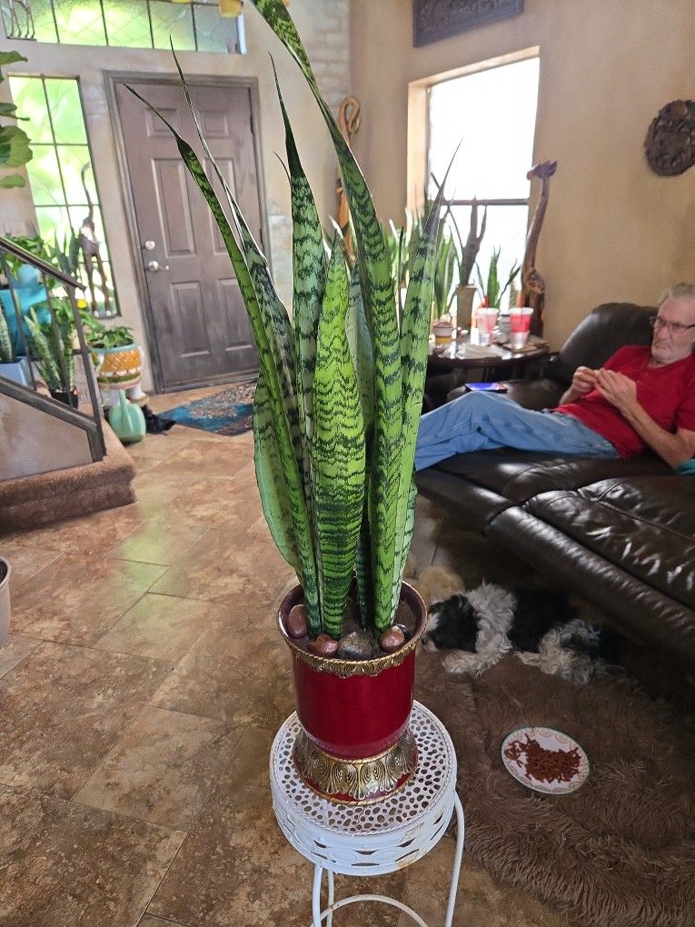 Over 3ft Tall Sansevieria Snake Plant In Ceramic Pot With Stones