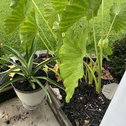 Elephant Ears